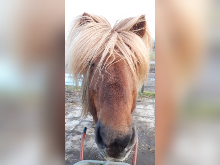 Caballos islandeses Semental 11 años 137 cm Alazán in Lehre