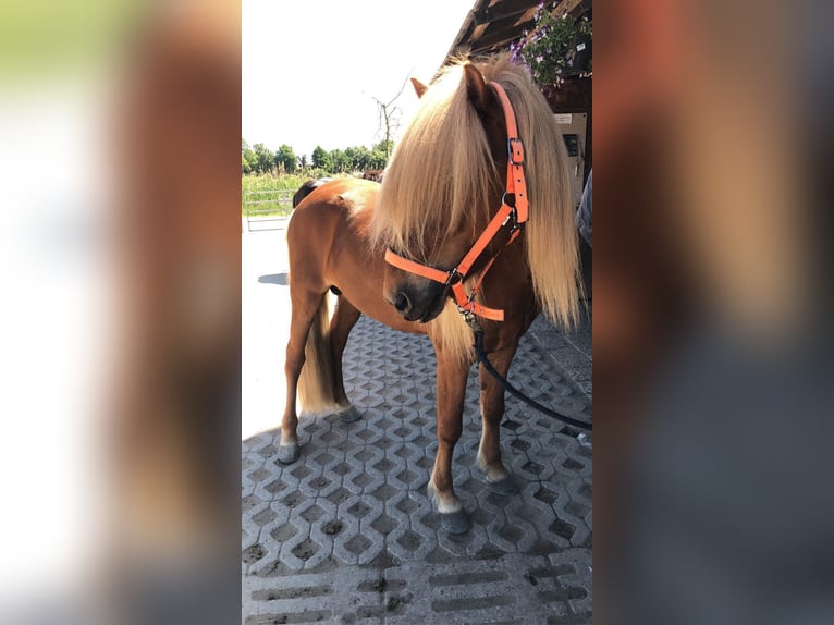 Caballos islandeses Semental 11 años 137 cm Alazán in Lehre