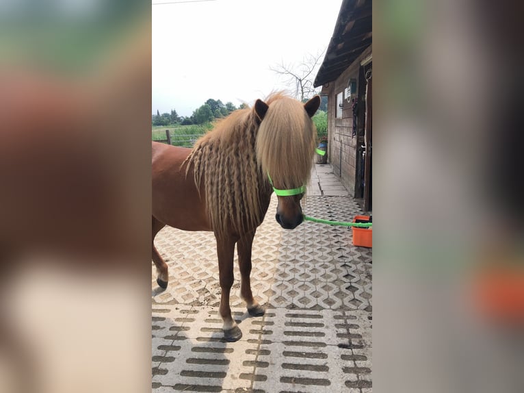 Caballos islandeses Semental 11 años 137 cm Alazán in Lehre