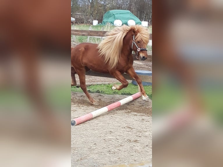 Caballos islandeses Semental 11 años 137 cm Alazán in Lehre