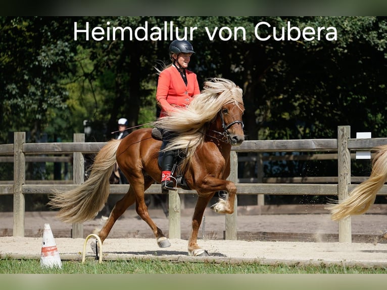 Caballos islandeses Semental 11 años 141 cm Alazán in Saarbr&#xFC;cken