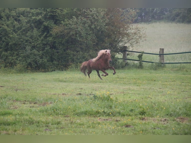 Caballos islandeses Semental 11 años 141 cm Alazán in Saarbr&#xFC;cken