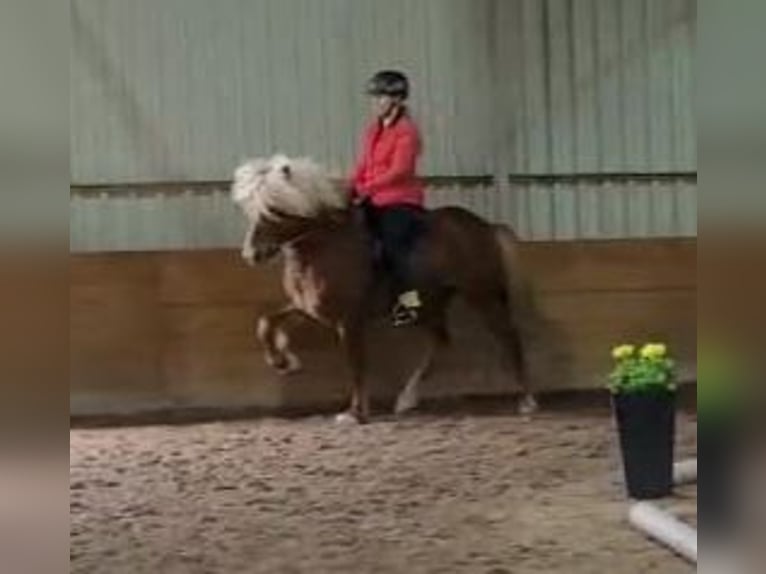 Caballos islandeses Semental 11 años 141 cm Alazán in Saarbr&#xFC;cken