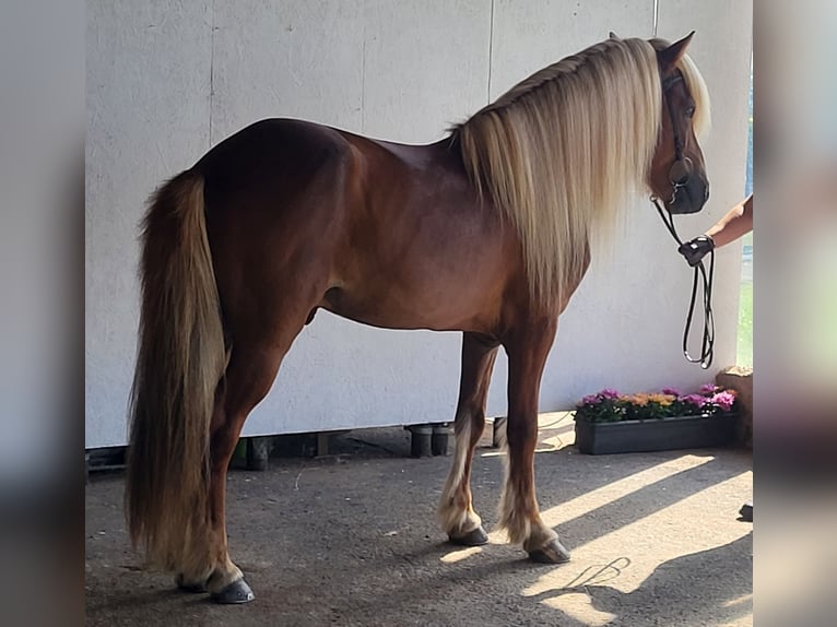 Caballos islandeses Semental 11 años 141 cm Alazán in Saarbr&#xFC;cken