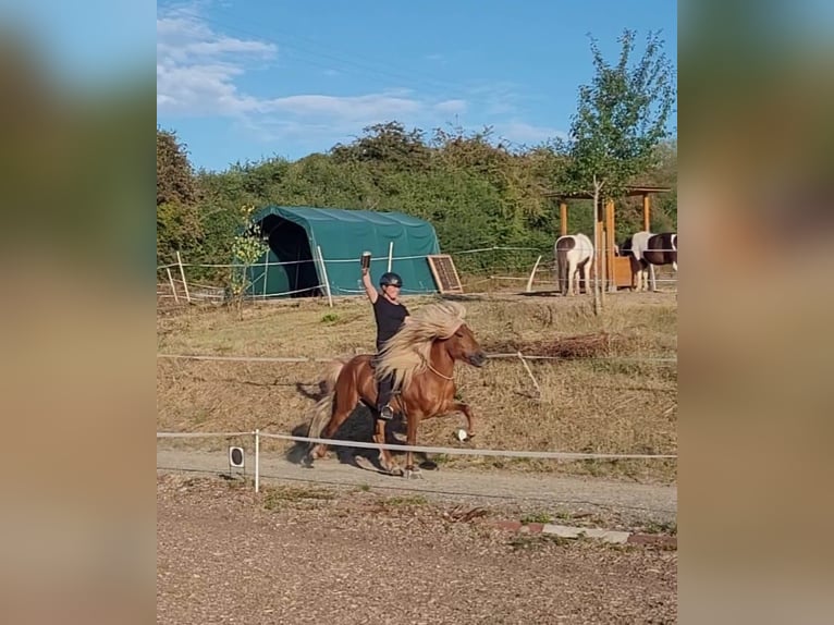 Caballos islandeses Semental 11 años 141 cm Alazán in Saarbr&#xFC;cken