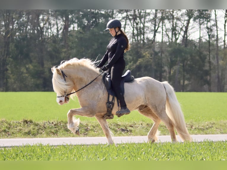 Caballos islandeses Semental 11 años 142 cm Palomino in Buchholz in der Nordheide