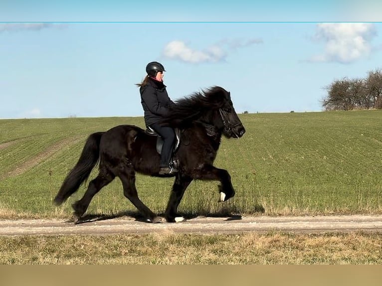 Caballos islandeses Semental 11 años 147 cm Negro in Schneverdingen