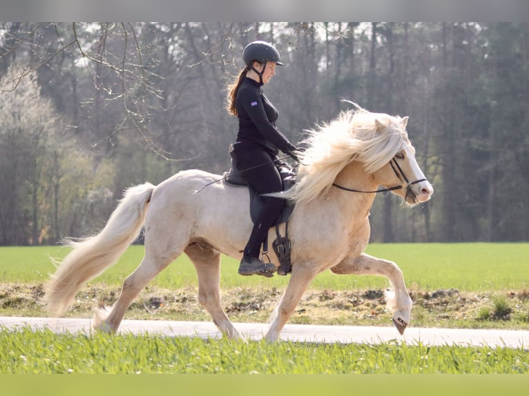 Caballos islandeses Semental 12 años 142 cm Palomino in Buchholz in der Nordheide