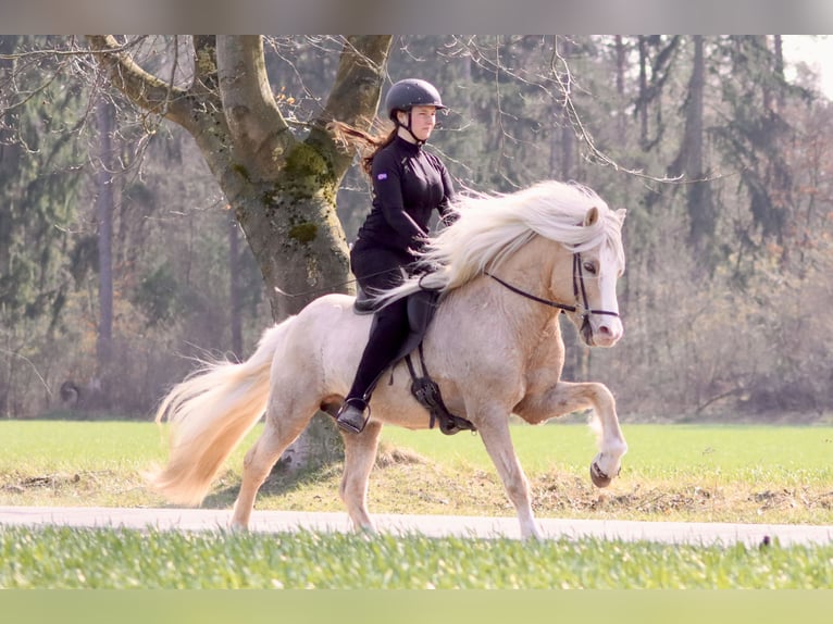 Caballos islandeses Semental 12 años 142 cm Palomino in Buchholz in der Nordheide
