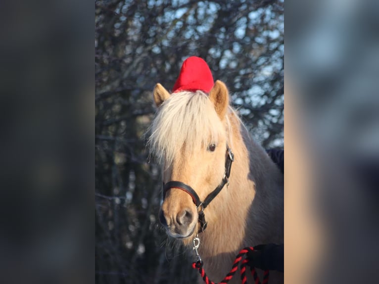 Caballos islandeses Semental 12 años 150 cm Ruano alazán in Blåvand