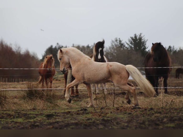 Caballos islandeses Semental 12 años 150 cm Ruano alazán in Blåvand