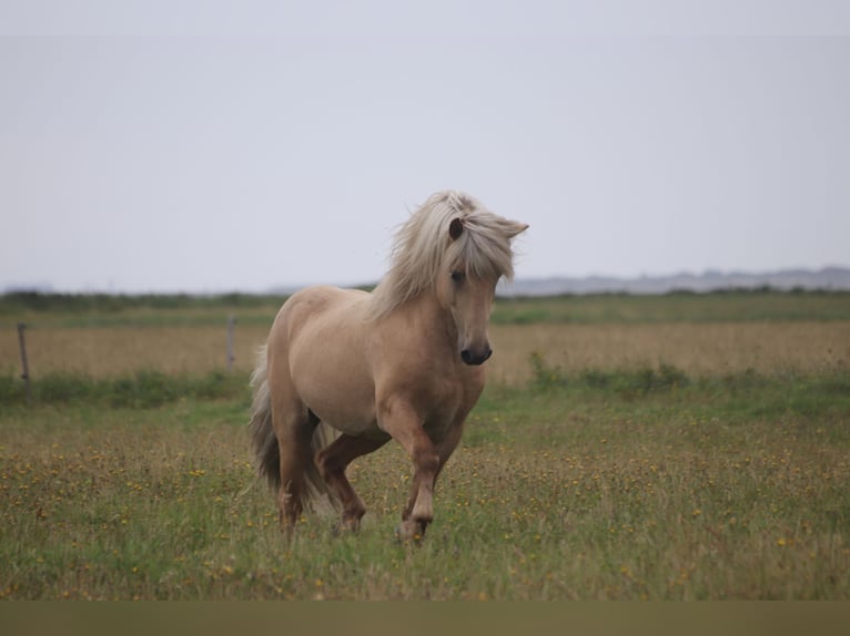 Caballos islandeses Semental 12 años 150 cm Ruano alazán in Blåvand