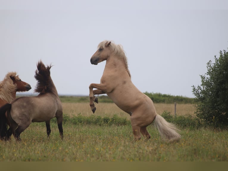 Caballos islandeses Semental 12 años 150 cm Ruano alazán in Blåvand