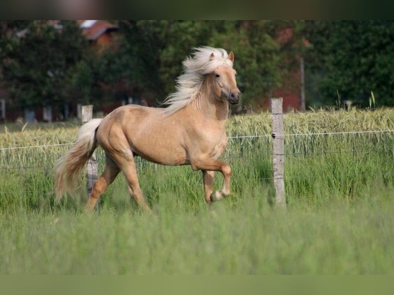 Caballos islandeses Semental 12 años 150 cm Ruano alazán in Blåvand