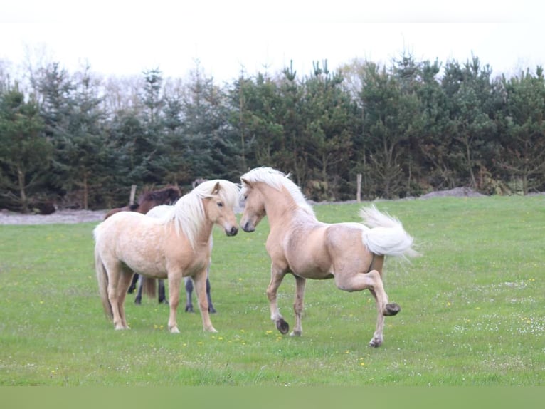 Caballos islandeses Semental 12 años 150 cm Ruano alazán in Blåvand