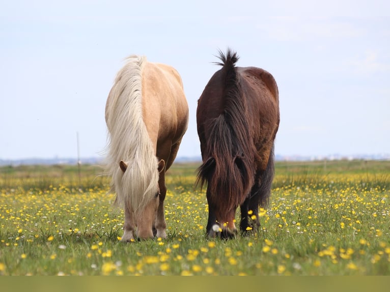 Caballos islandeses Semental 12 años 150 cm Ruano alazán in Blåvand