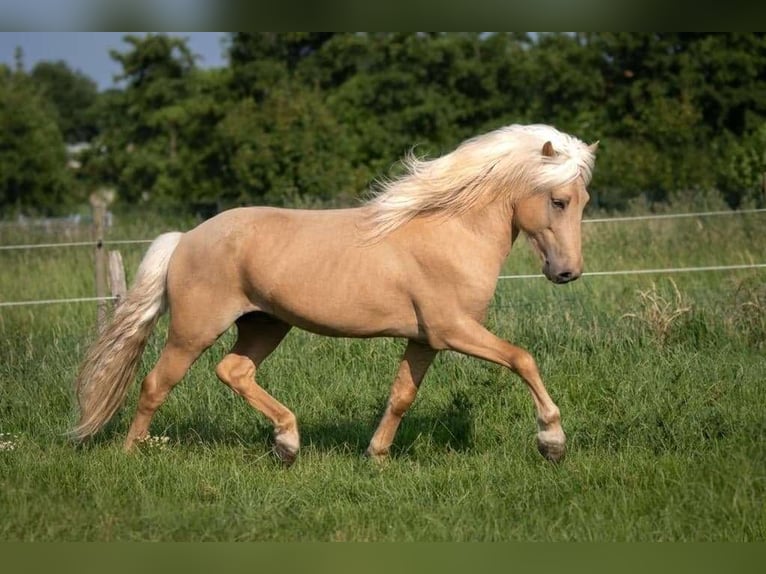 Caballos islandeses Semental 12 años 150 cm Ruano alazán in Blåvand