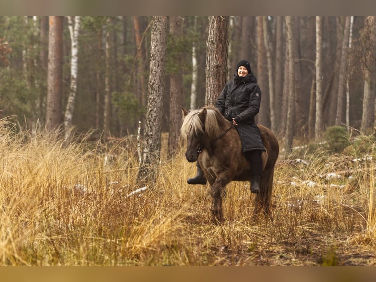 Caballos islandeses Semental 13 años 141 cm in Ribbesbüttel