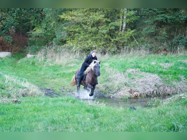 Caballos islandeses Semental 13 años 141 cm in Ribbesbüttel