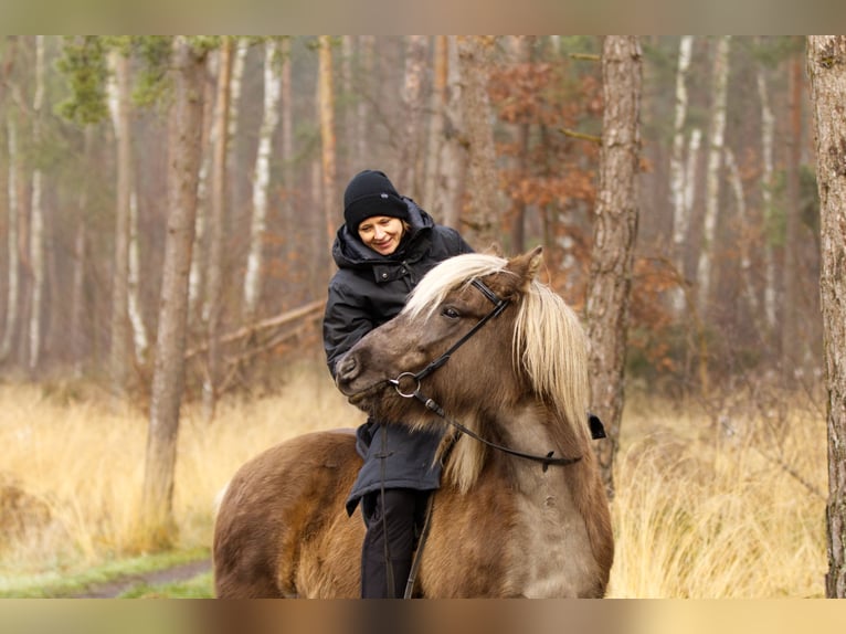 Caballos islandeses Semental 13 años 141 cm in Ribbesbüttel