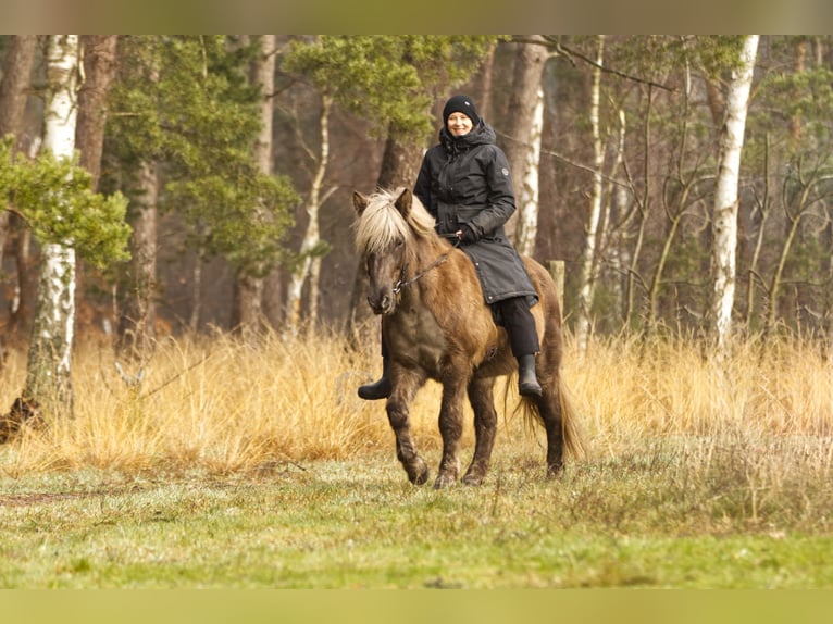 Caballos islandeses Semental 13 años 141 cm in Ribbesbüttel