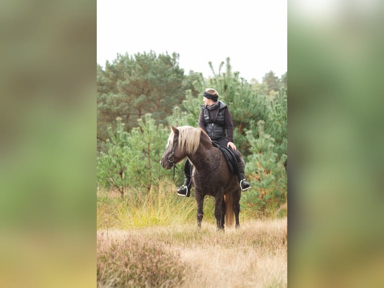 Caballos islandeses Semental 13 años 141 cm in Ribbesbüttel