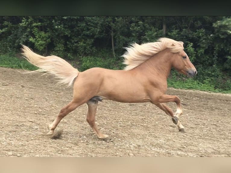 Caballos islandeses Semental 14 años 140 cm Red Dun/Cervuno in Andlersdorf