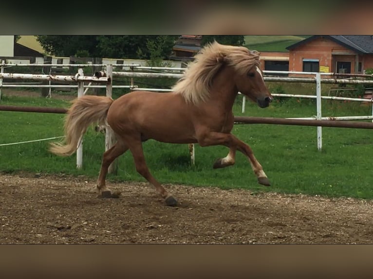 Caballos islandeses Semental 14 años 140 cm Red Dun/Cervuno in Andlersdorf