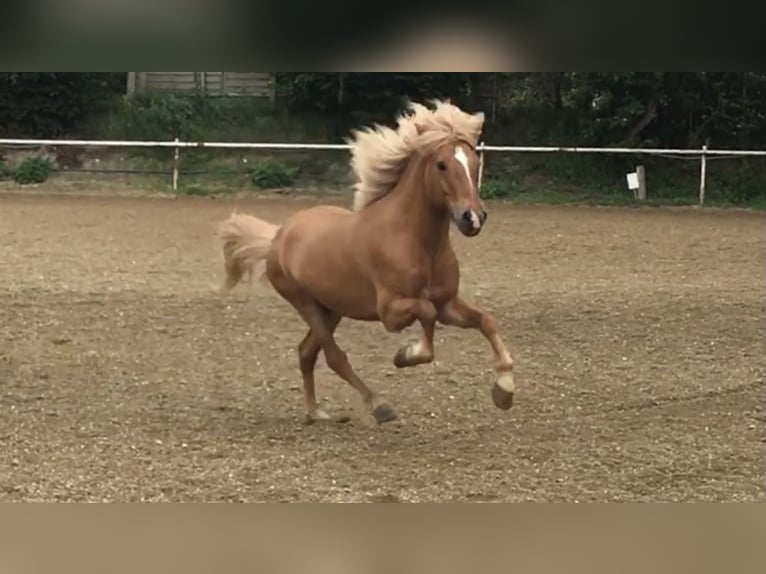 Caballos islandeses Semental 14 años 140 cm Red Dun/Cervuno in Andlersdorf