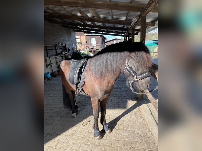 Caballos islandeses Semental 14 años 145 cm Negro in Dreieich