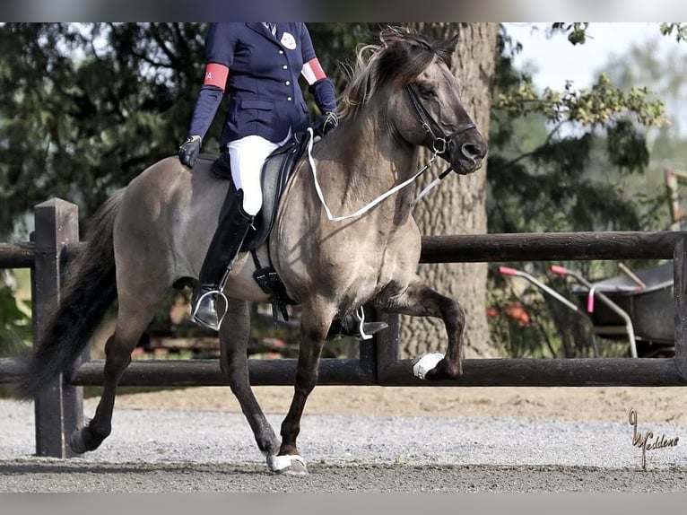 Caballos islandeses Semental 14 años 146 cm Bayo in Lochen am See