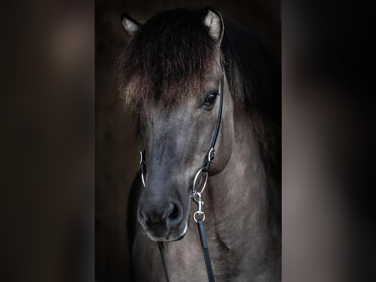 Caballos islandeses Semental 14 años 146 cm Bayo in Lochen am See