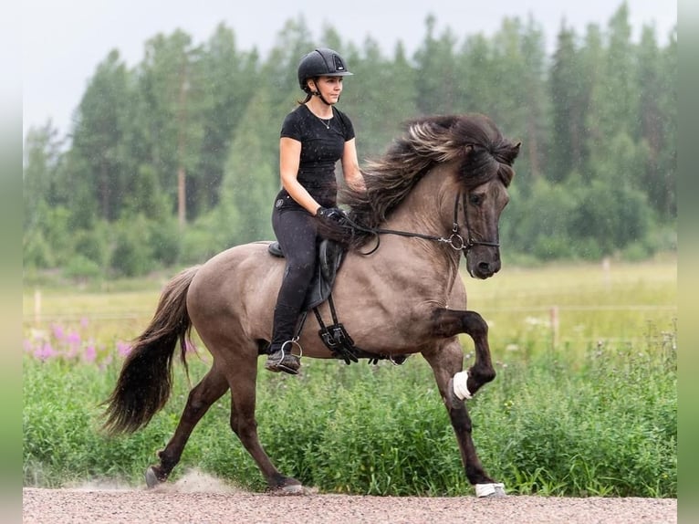 Caballos islandeses Semental 14 años 146 cm Bayo in Lochen am See