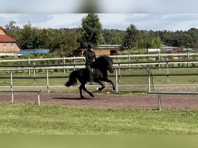 Caballos islandeses Semental 14 años 148 cm Negro in Soltau
