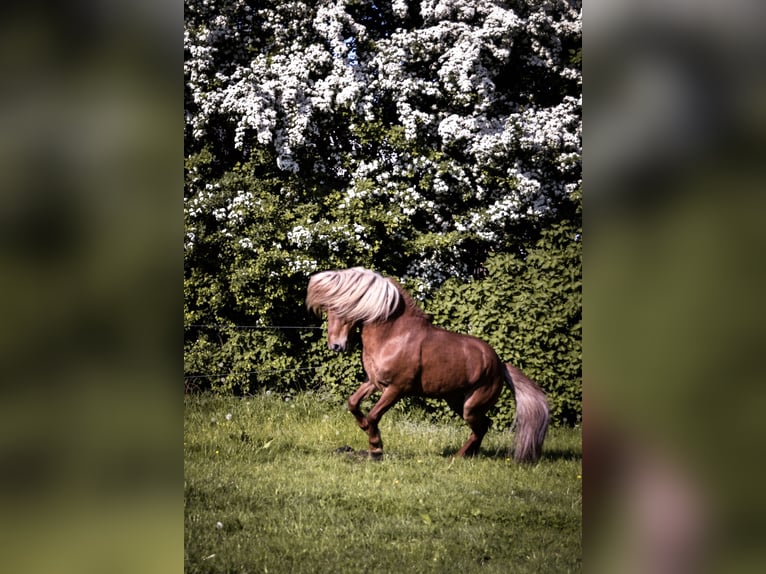 Caballos islandeses Semental 14 años Alazán in Stapelfeld