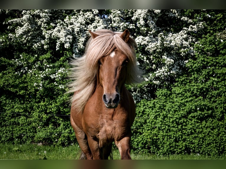 Caballos islandeses Semental 14 años Alazán in Stapelfeld