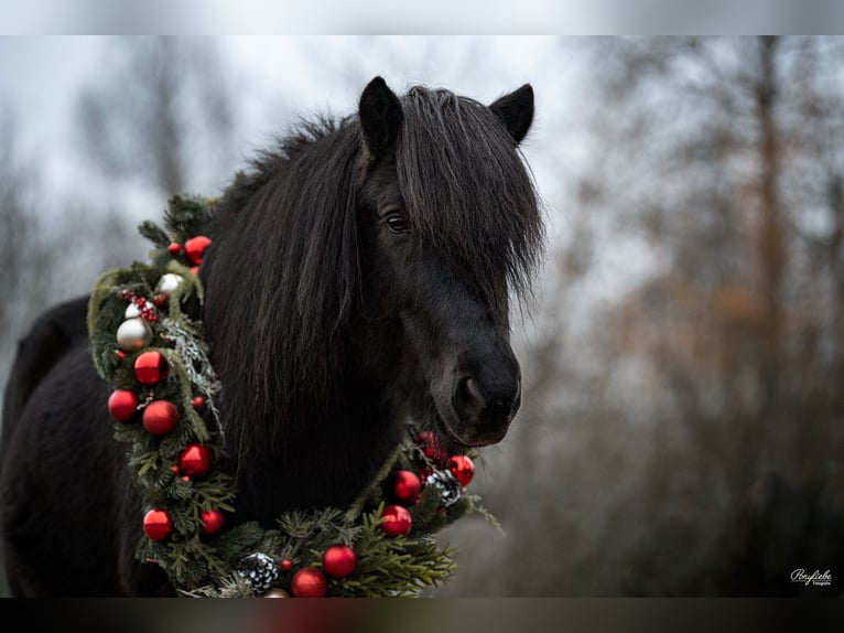 Caballos islandeses Semental 15 años 140 cm Negro in Fronreute