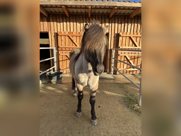 Caballos islandeses Semental 15 años 146 cm Bayo in Mariapfarr