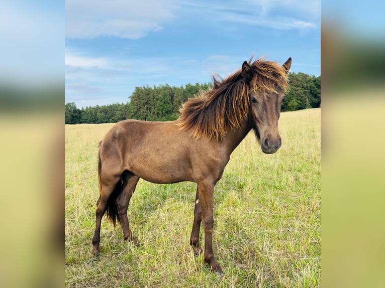 Caballos islandeses Semental 1 año 125 cm Cremello in St&#xF6;dtlen