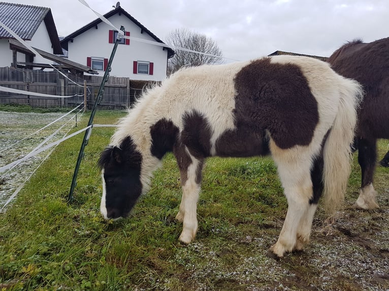 Caballos islandeses Mestizo Semental 1 año 125 cm Tobiano-todas las-capas in Osterhofen