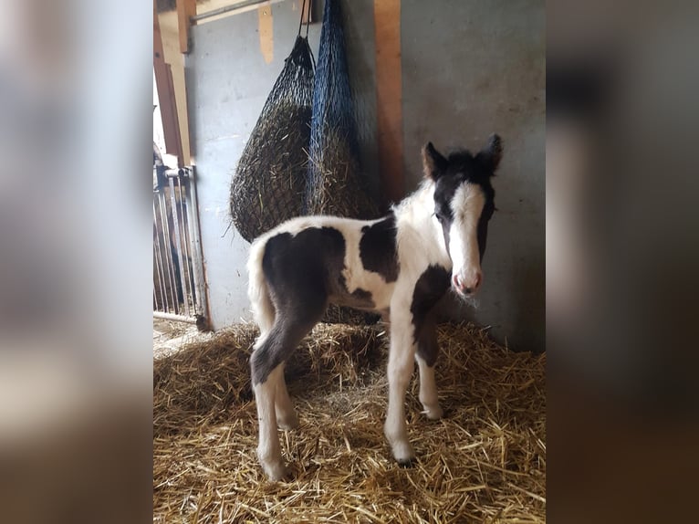 Caballos islandeses Mestizo Semental 1 año 125 cm Tobiano-todas las-capas in Osterhofen