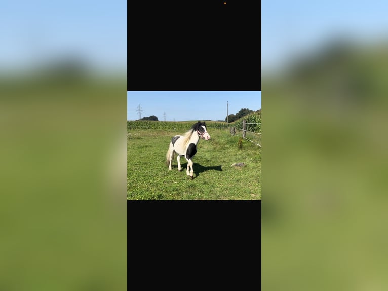 Caballos islandeses Mestizo Semental 1 año 125 cm Tobiano-todas las-capas in Osterhofen