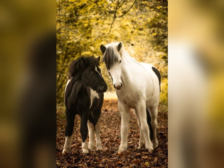 Caballos islandeses Semental 1 año 138 cm Pío in Philippsburg