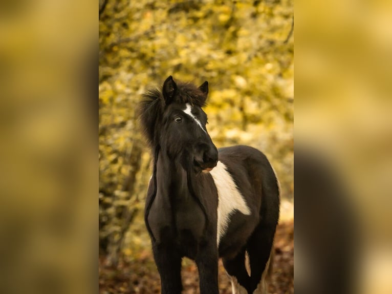 Caballos islandeses Semental 1 año 138 cm Pío in Philippsburg