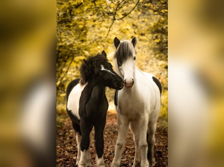 Caballos islandeses Semental 1 año 138 cm Pío in Philippsburg
