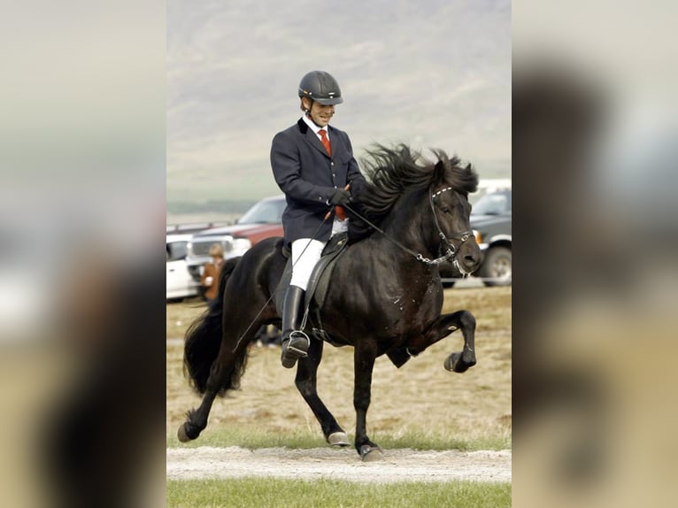 Caballos islandeses Semental 1 año 138 cm Pío in Philippsburg