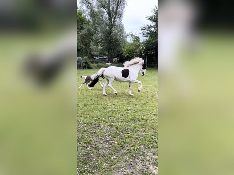Caballos islandeses Semental 1 año 138 cm Pío in Philippsburg