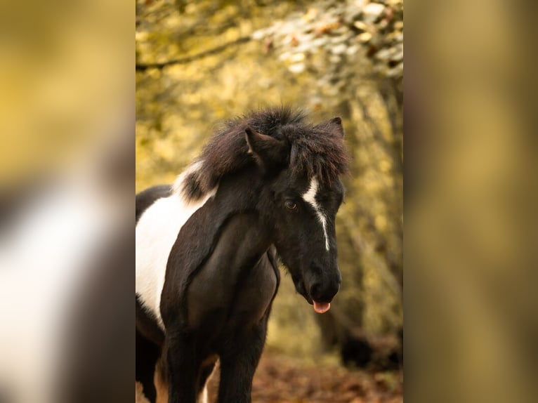 Caballos islandeses Semental 1 año 138 cm Pío in Philippsburg
