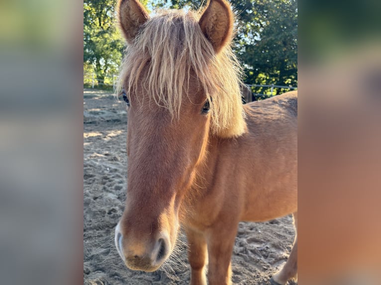 Caballos islandeses Semental 1 año 138 cm Red Dun/Cervuno in Oerel