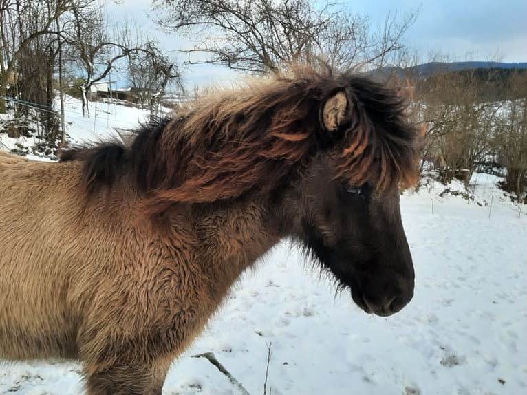 Caballos islandeses Semental 1 año 139 cm in Ulrichsberg